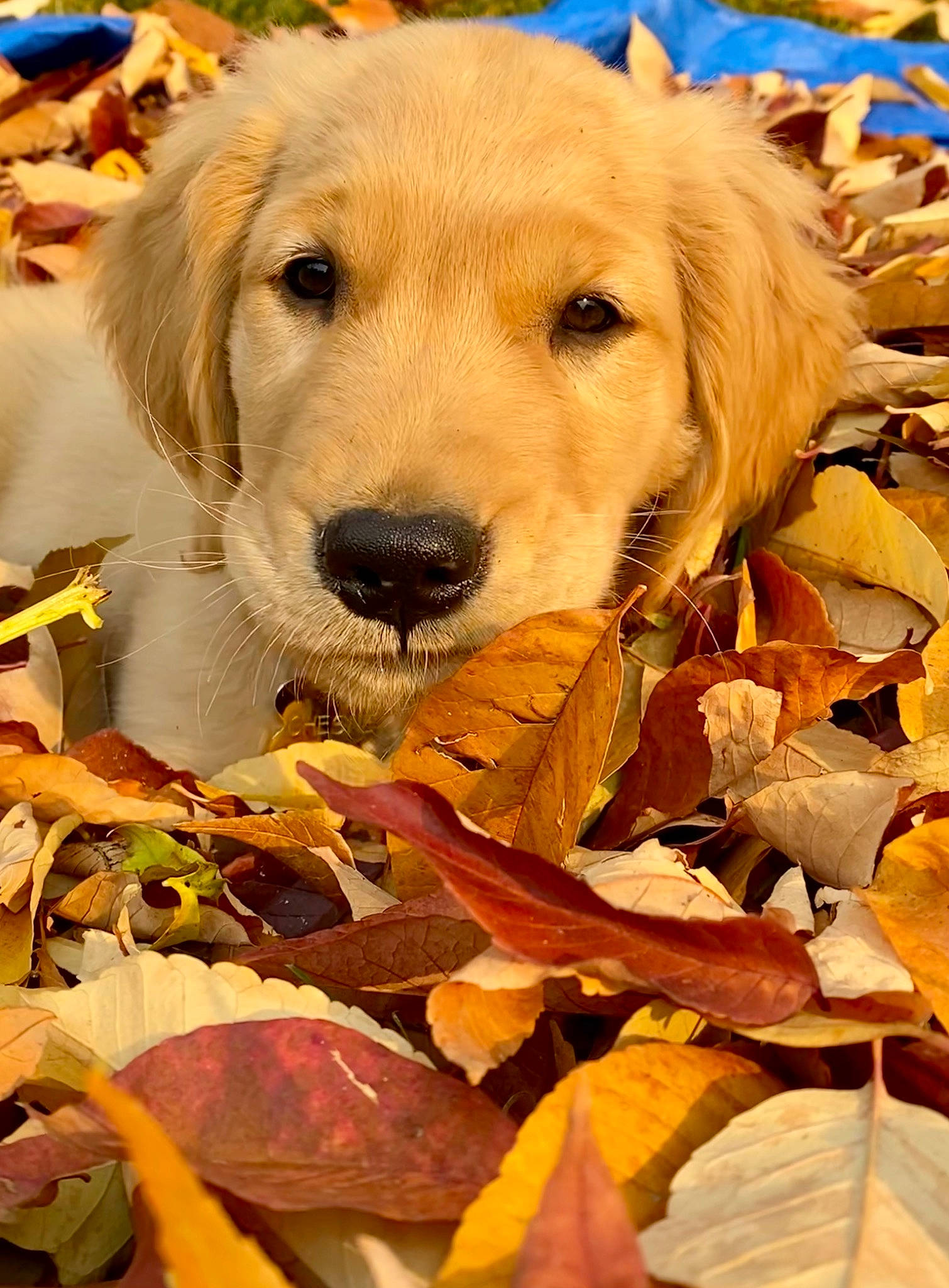 Chesney joined the competition — help win amazing prizes! canidae, carnivore, companion_dog, deciduous, dog, dog_breed, fawn, fur, grass, happy, leaf, nature, plant, retriever, sporting_group, tree, twig, wood, working_animal, yellow