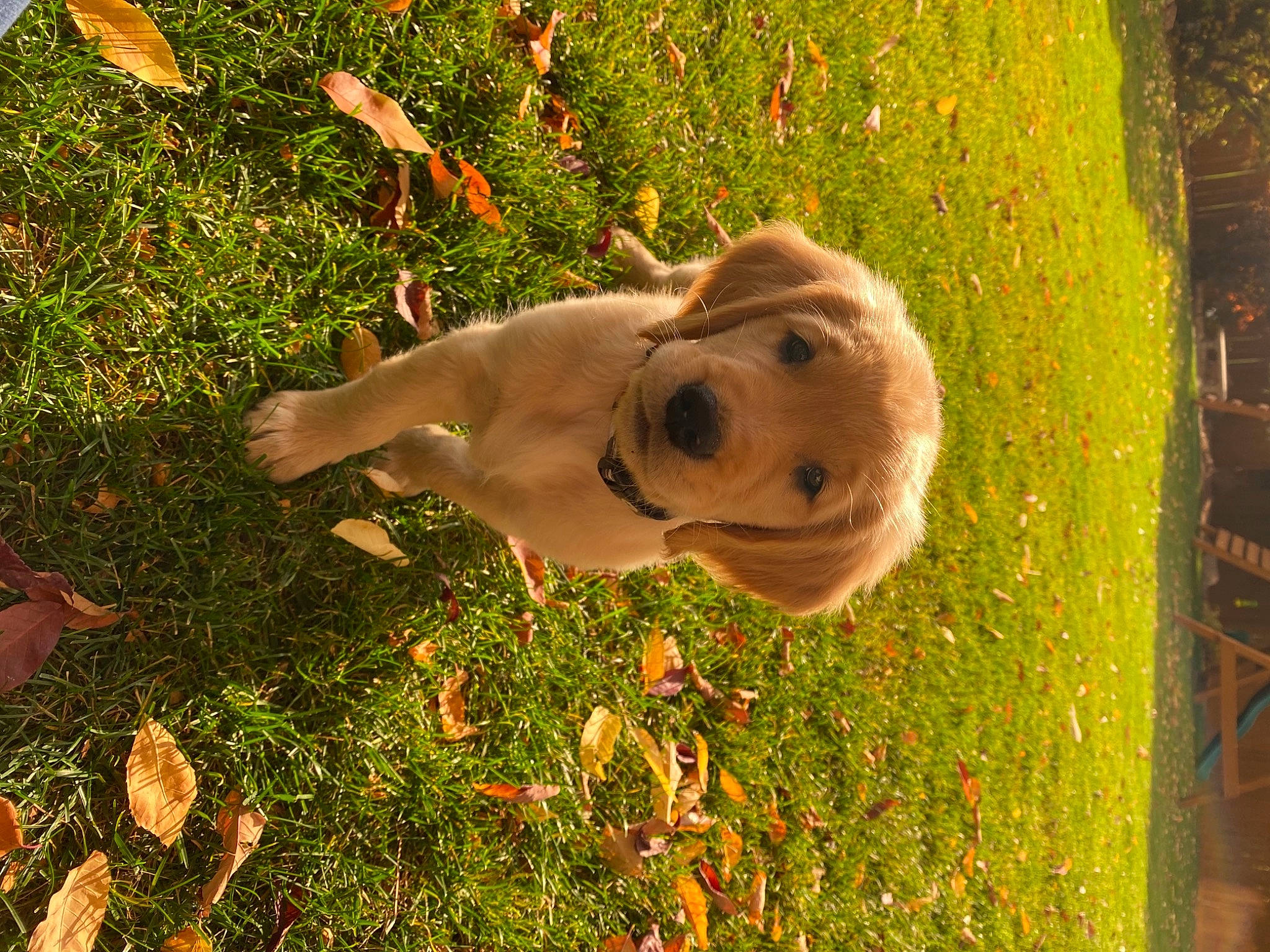 Chesney joined the competition — help win amazing prizes! carnivore, companion_dog, dog, dog_breed, fawn, fun, grass, grass_family, happy, lawn, leaf, leisure, people_in_nature, plant, sculpture, snout, sporting_group, sunglasses, tree, wood