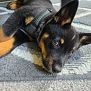 Behr is registered to the contest to win money with this photo: puppy, dog, black_fur, tan_fur, lying_down, carpet, harness, indoor, close_up, pet, cute, young_dog, ears_up, animal, floor, patterned_rug, looking_up, domestic_animal, resting, fur