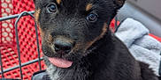 Behr joined the competition — help win amazing prizes! puppy, dog, tongue_out, black_fur, tan_fur, shopping_cart, blanket, cute, pet, animal, outdoor, car, fur, ears, nose, eyes, young_dog, sitting, close_up, adorable