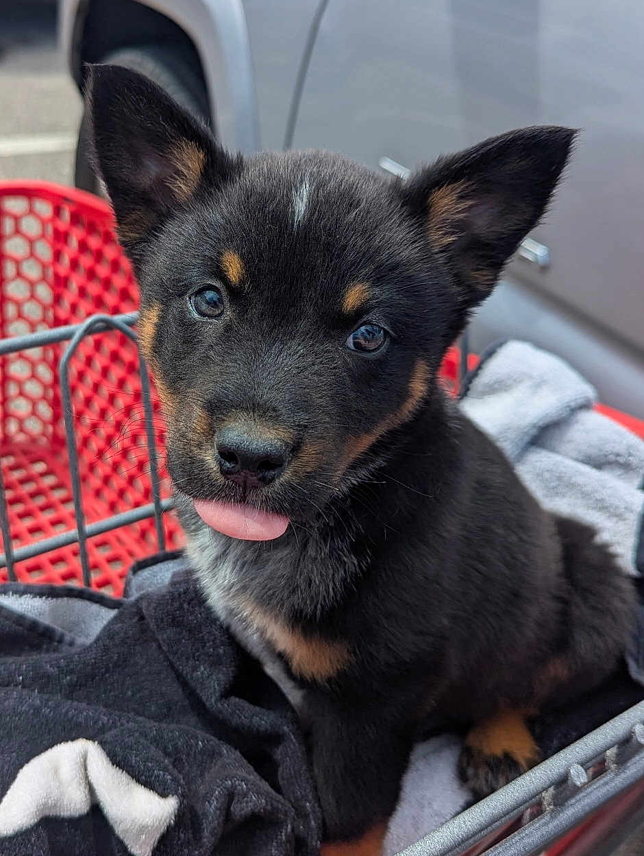 Behr joined the competition — help win amazing prizes! puppy, dog, tongue_out, black_fur, tan_fur, shopping_cart, blanket, cute, pet, animal, outdoor, car, fur, ears, nose, eyes, young_dog, sitting, close_up, adorable