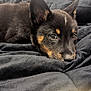 Behr joined the competition — help win amazing prizes! puppy, dog, black, tan, close_up, resting, blanket, soft, cute, sleepy, fur, pet, indoor, young, animal, cozy, face, ears, nose, expression