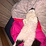 Choukar participe au concours pour gagner de l'argent avec cette photo : cat, fluffy, sleeping, bed, blanket, pink, white, black, feline, cozy, resting, indoor, cute, relaxed, pet, fur, tail, paws, comfort, nap