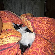 Choukar a rejoint le concours — aidez-le/la à gagner de superbes lots ! cat, sleeping, blanket, orange, pattern, indoor, cozy, fur, pet, resting, curtain, black_and_white, comfort, animal, domestic, relaxation, feline, soft, warm, quiet
