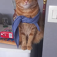 Toulouse a rejoint le concours — aidez-le/la à gagner de superbes lots ! cat, orange_tabby, scarf, indoor, perched, curious, balloon, heart_decoration, white_surface, wide_eyes, feline, pet, close_up, domestic_cat, cozy, decor, table, household, cute, portrait