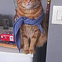 cat, orange_tabby, scarf, indoor, perched, curious, balloon, heart_decoration, white_surface, wide_eyes, feline, pet, close_up, domestic_cat, cozy, decor, table, household, cute, portrait