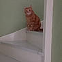 cat, orange_tabby, stairs, indoor, pet, animal, feline, white_stairs, green_wall, curious, sitting, quiet, home, domestic, calm, portrait, single_animal, resting, looking, corner