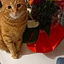 cat, ginger_cat, flower_bouquet, orange_flowers, indoor, white_surface, plant, pet, curious, feline, domestic_cat, table, decoration, colorful, wrapped_flowers, houseplant, cozy, fur, closeup, animal