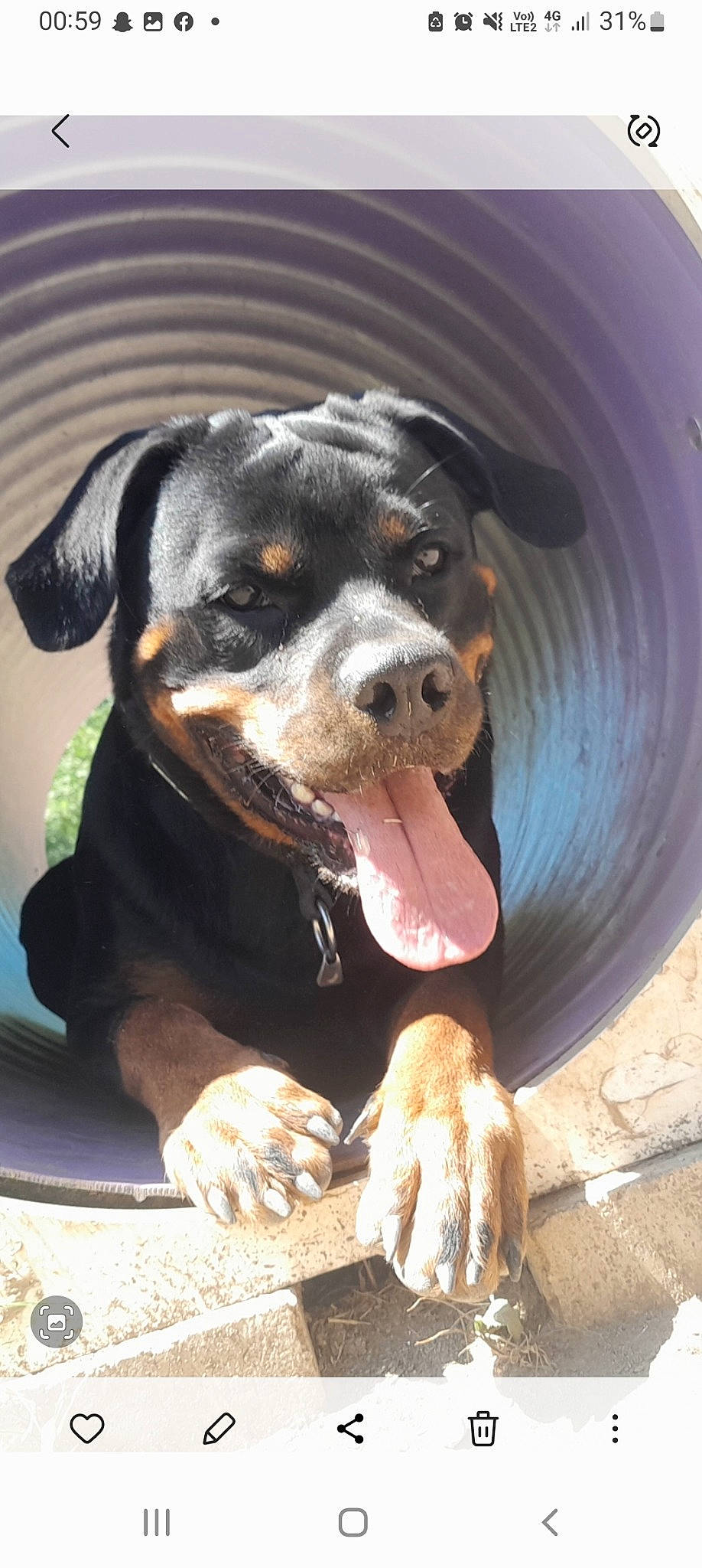 Boubou a rejoint le concours — aidez-le/la à gagner de superbes lots ! carnivore, collar, companion_dog, dog, dog_breed, fur, hunting_dog, liquid, paw, puppy, rottweiler, snout, sporting_group, terrestrial_animal, whiskers, working_animal, working_dog
