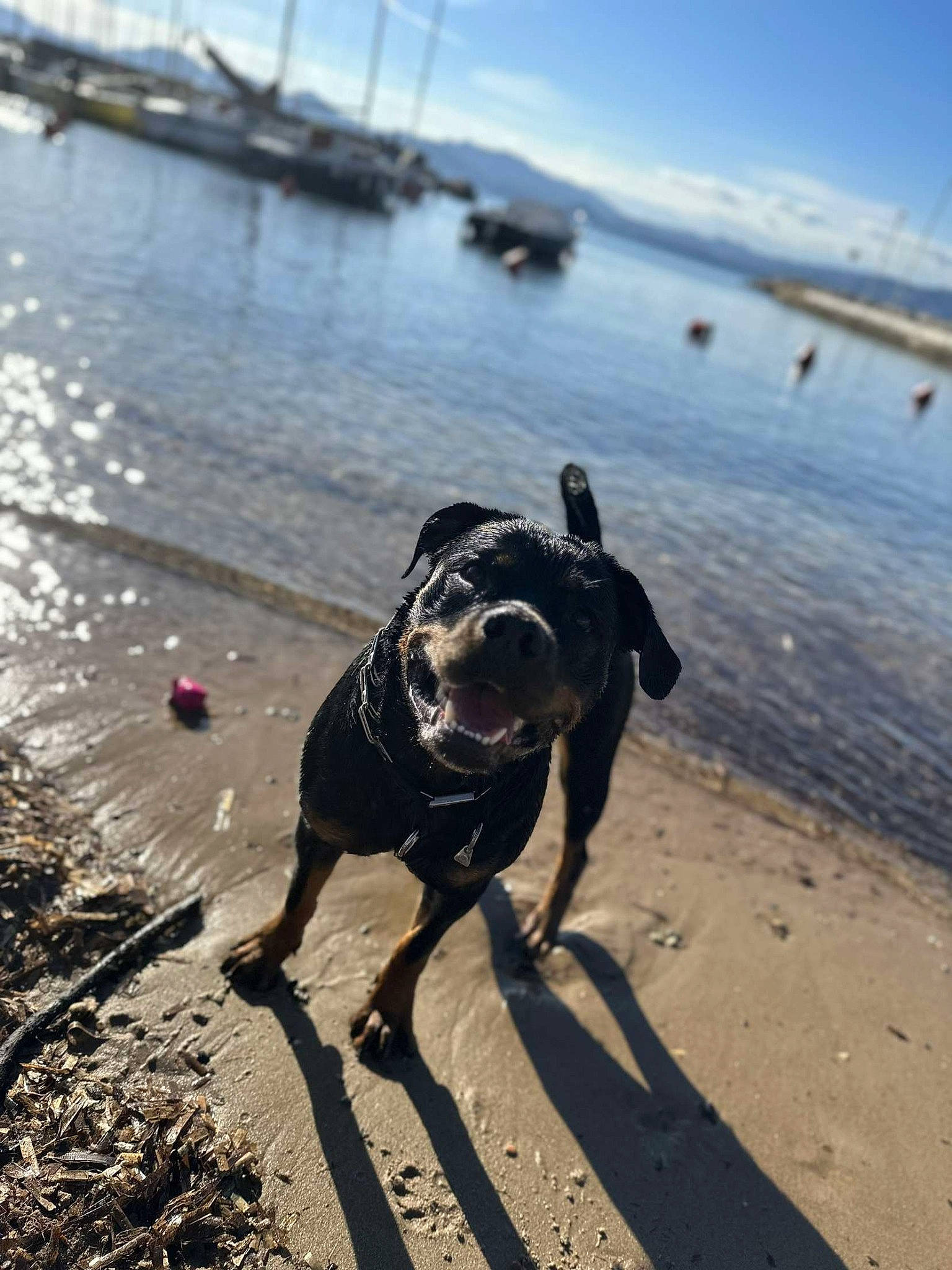Boubou a rejoint le concours — aidez-le/la à gagner de superbes lots ! beach, carnivore, cloud, coastal_and_oceanic_landforms, collar, dog, dog_breed, fawn, horizon, lake, landscape, sand, shore, sky, summer, sunlight, water, wind_wave, wood, working_animal