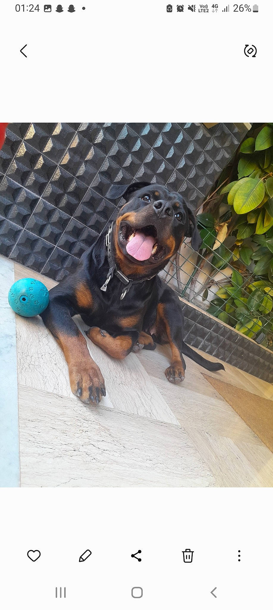 Boubou participe au concours pour gagner de l'argent avec cette photo : ball, canidae, carnivore, companion_dog, dog, dog_breed, fence, guard_dog, hunting_dog, mesh, pattern, paw, plant, snout, sporting_group, terrestrial_animal, toy, working_animal, working_dog