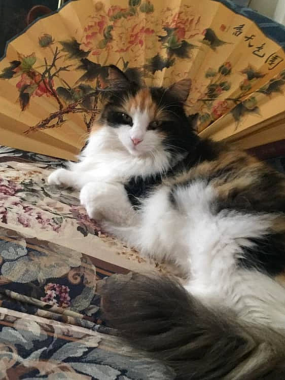 Suzi Q is registered to the contest to win money with this photo: aegean_cat, american_curl, carnivore, cat, domestic_long_haired_cat, european_shorthair, felidae, fur, kitten, mammal, norwegian_forest_cat, ragamuffin, small_to_medium_sized_cats, whiskers