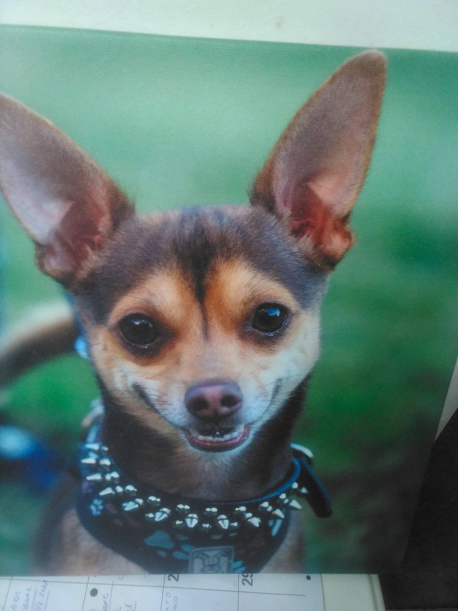 Ziggy joined the competition — help win amazing prizes! ancient_dog_breeds, canidae, carnivore, companion_dog, dog, dog_breed, ear, eyelash, fawn, fur, snout, sporting_group, terrestrial_animal, toy_dog, whiskers, wildlife, working_animal