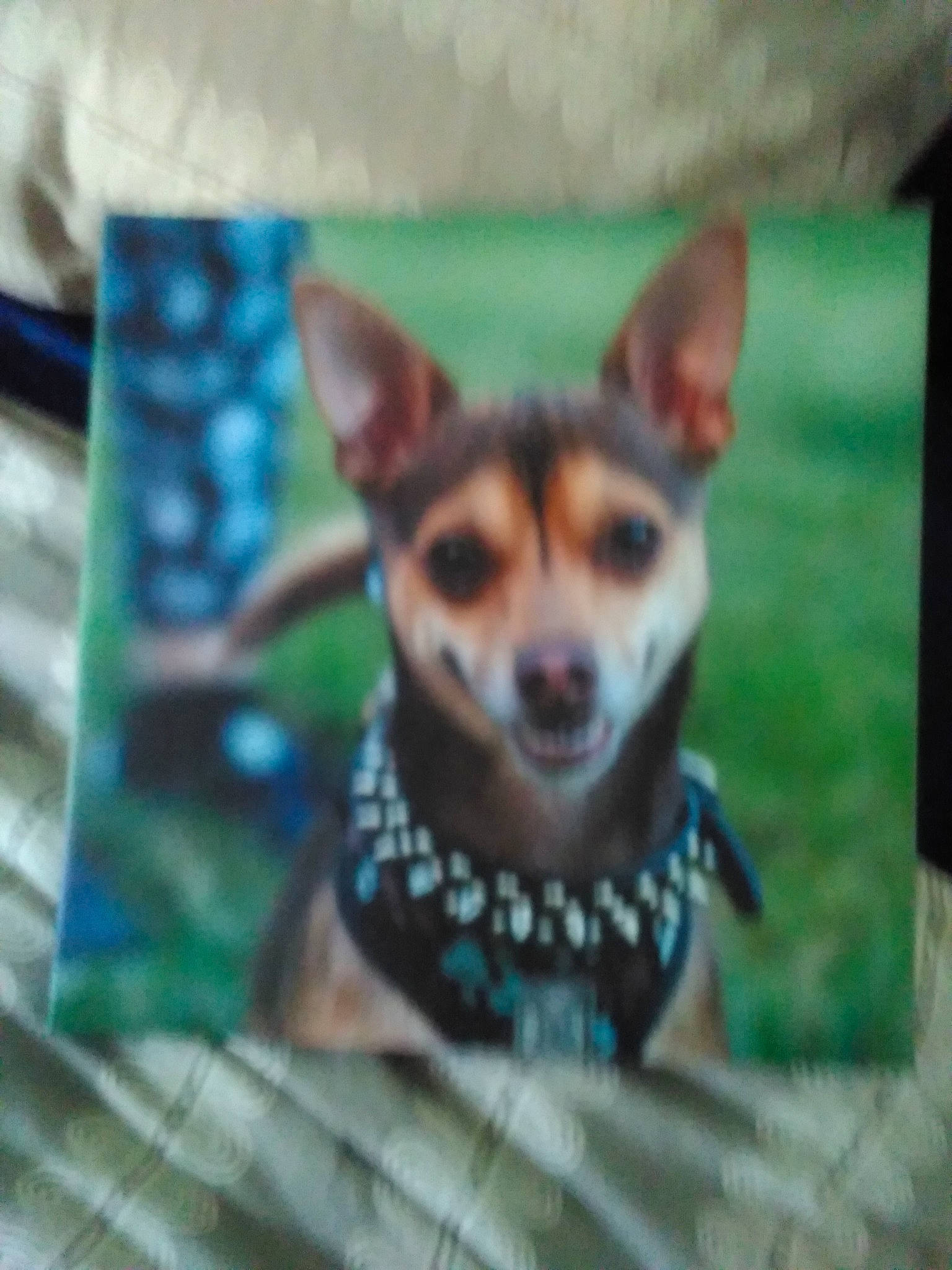 Ziggy is registered to the contest to win money with this photo: canidae, carnivore, collar, companion_dog, corgi_chihuahua, dog, dog_breed, dog_supply, fawn, pattern, snout, sporting_group, terrestrial_animal, toy_dog, whiskers, working_animal