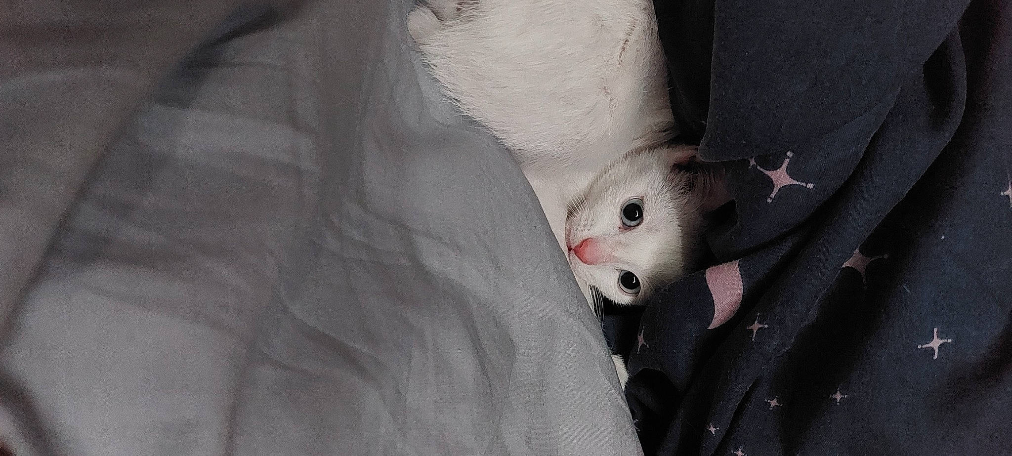 Avery is registered to the contest to win money with this photo: carnivore, cat, claw, domestic_short_haired_cat, felidae, foot, fur, gesture, grey, monochrome_photography, nail, paw, small_to_medium_sized_cats, snout, tail, whiskers