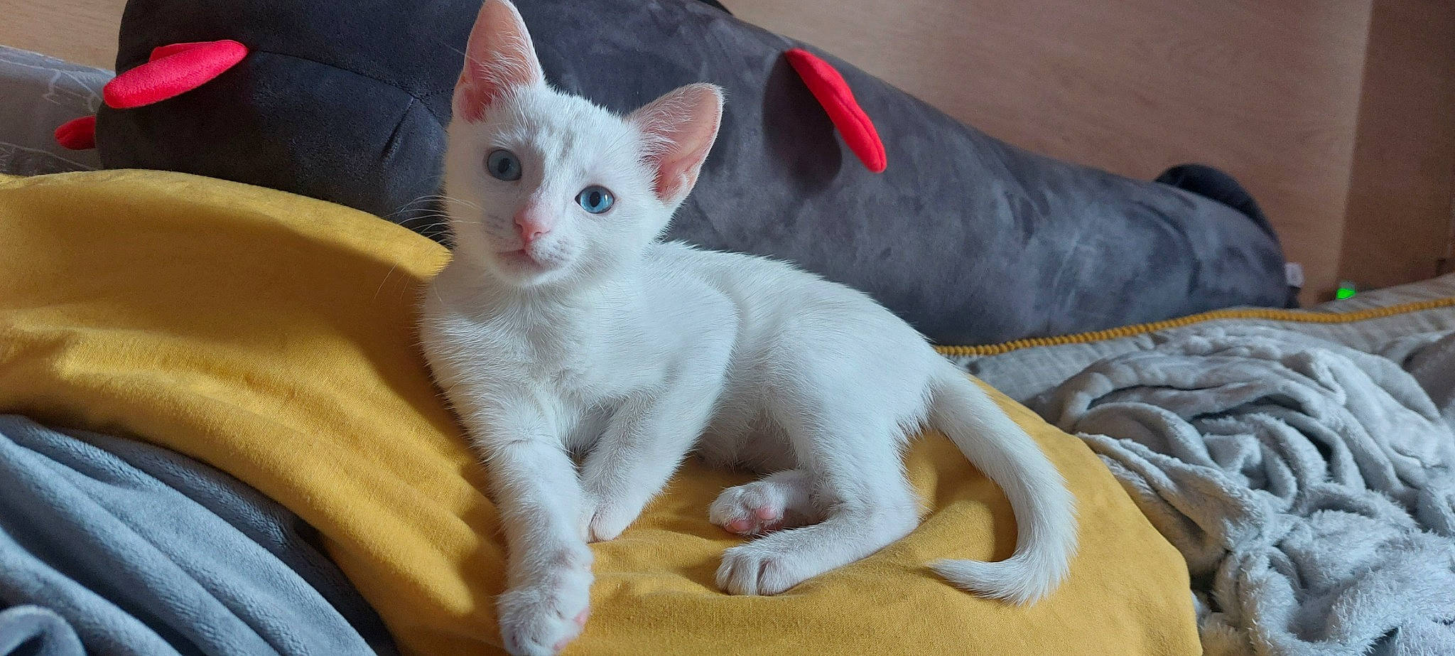 Avery is registered to the contest to win money with this photo: bed, carnivore, cat, claw, comfort, couch, domestic_short_haired_cat, ear, eye, fawn, felidae, fur, linens, paw, small_to_medium_sized_cats, snout, tail, whiskers