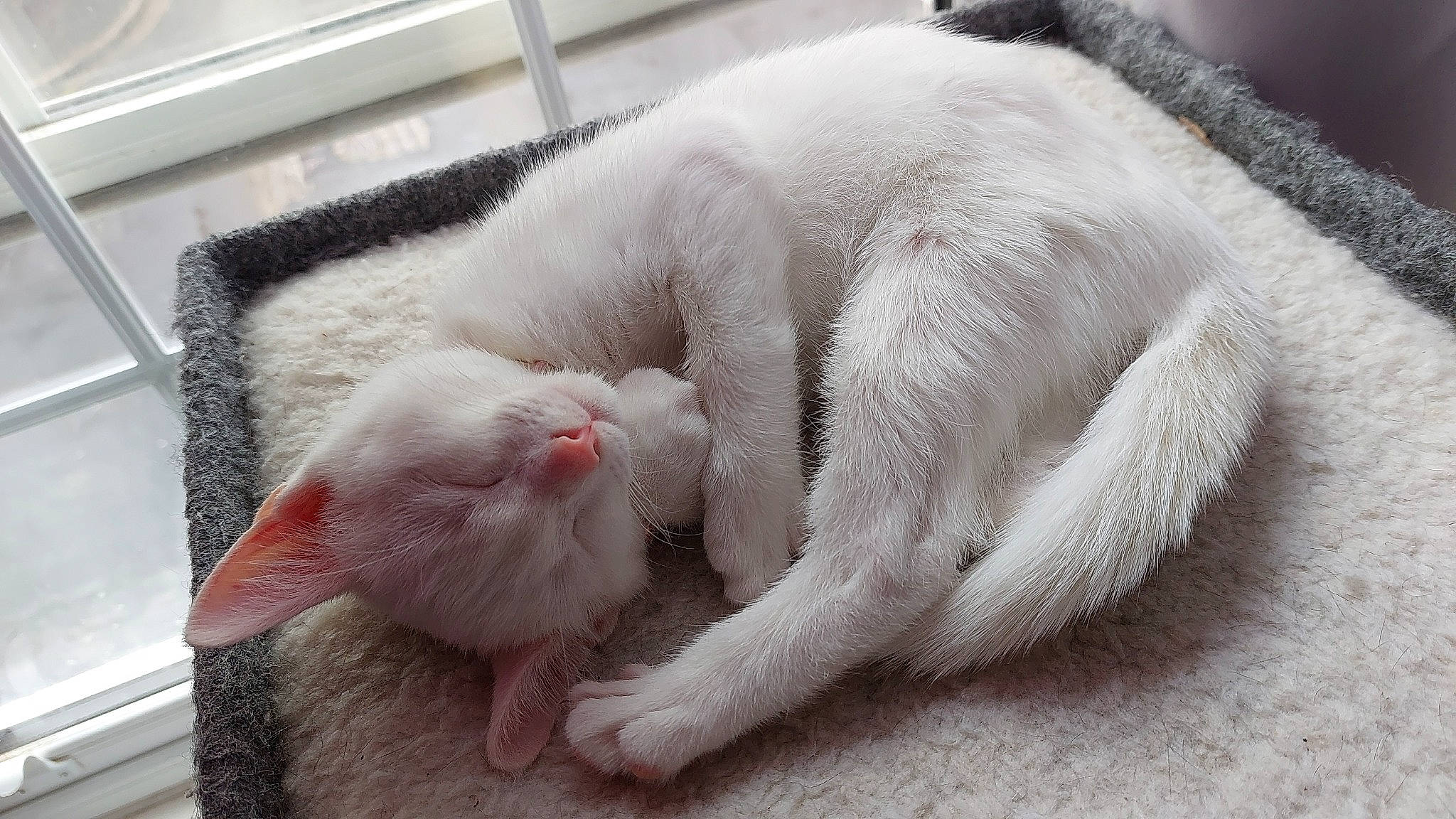 Avery joined the competition — help win amazing prizes! carnivore, cat, cat_supply, claw, comfort, domestic_short_haired_cat, fang, fawn, felidae, fur, grey, nap, paw, small_to_medium_sized_cats, snout, tail, whiskers