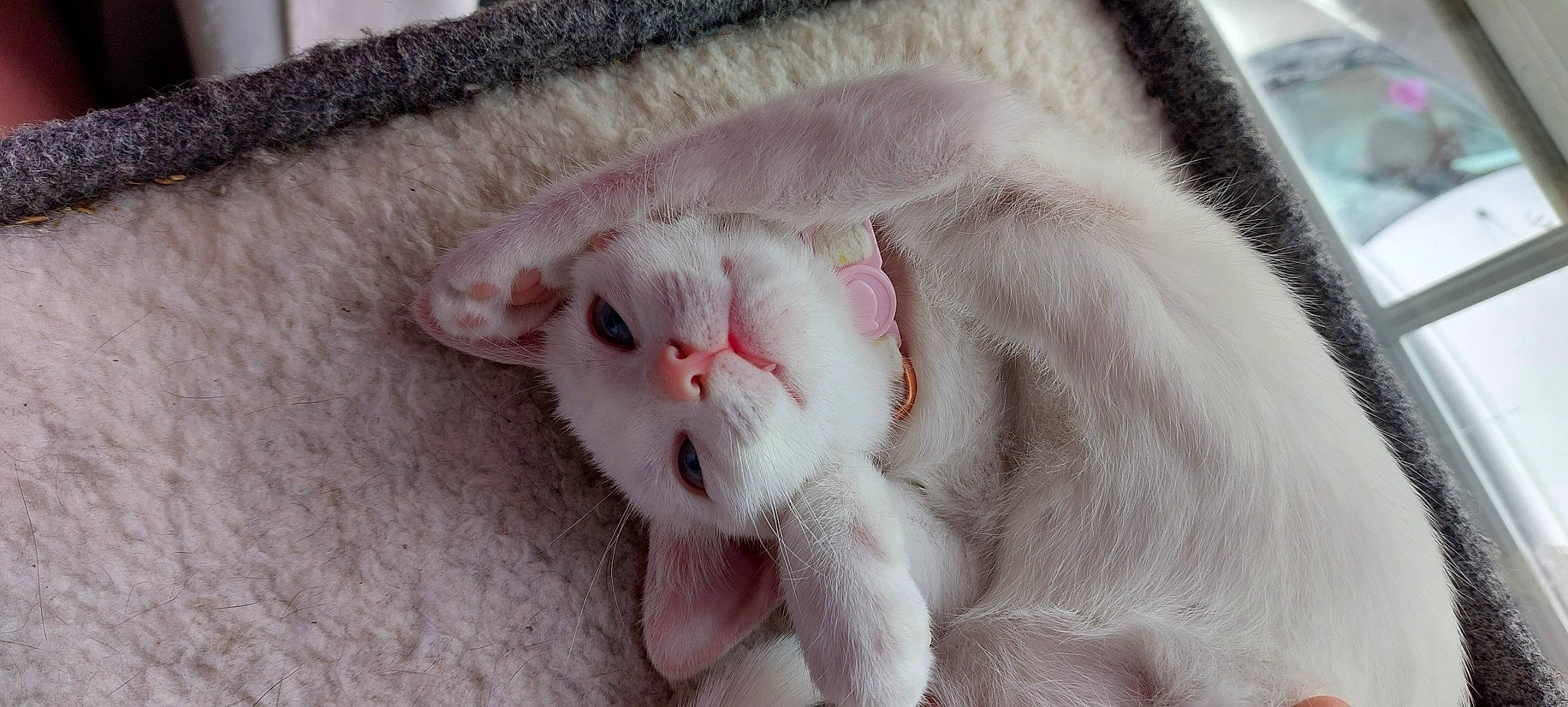 Avery joined the competition — help win amazing prizes! carnivore, cat, cat_supply, claw, close_up, comfort, domestic_short_haired_cat, ear, eye, eyelash, fang, fawn, felidae, fur, paw, small_to_medium_sized_cats, snout, tail, terrestrial_animal, whiskers