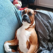 Sun a rejoint le concours — aidez-le/la à gagner de superbes lots ! dog, boxer, couch, blanket, throw, stuffed_toy, indoor, pet, relaxed, brown, white, seated, furniture, home, cozy, looking, curious, soft, texture, comfort