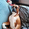 dog, boxer, couch, blanket, throw, stuffed_toy, indoor, pet, relaxed, brown, white, seated, furniture, home, cozy, looking, curious, soft, texture, comfort