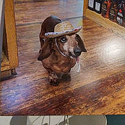 Jimmy is registered to the contest to win money with this photo: animal, bottles, brown_dog, canine, cowboy_hat, cute, dachshund, dog, domestic_animal, flooring, furniture, hat, indoor, lamp, pet, playful, small_dog, standing, tongue_out, wooden_floor