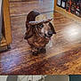 animal, bottles, brown_dog, canine, cowboy_hat, cute, dachshund, dog, domestic_animal, flooring, furniture, hat, indoor, lamp, pet, playful, small_dog, standing, tongue_out, wooden_floor