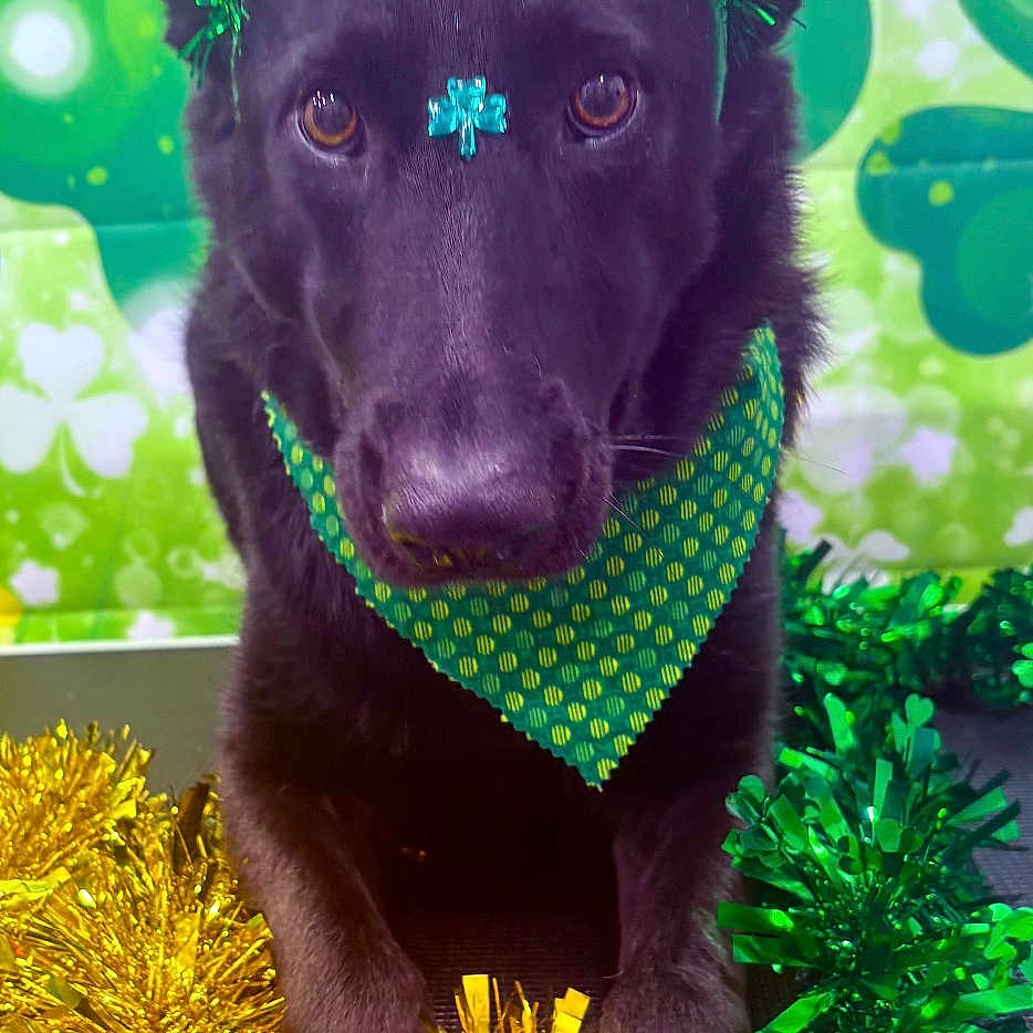 Twlight is registered to the contest to win money with this photo: accessories, animal, canine, carnival, clothing, costume, dog, face, flower, flowerarrangement, head, hound, labradorretriever, outdoors, person, pet, photography, plant, portrait, puppy