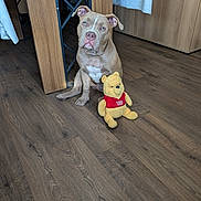 Atena participe au concours pour gagner de l'argent avec cette photo : dog, puppy, stuffed_toy, winnie_the_pooh, wooden_floor, table, tablecloth, indoor, pet, animal, brown_dog, cute, sitting, ears, flooring, toy, soft_toy, looking_up, domestic, home