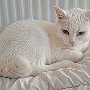 Lola participe au concours pour gagner de l'argent avec cette photo : animal, bed, blanket, calm, cat, cozy, cute, domestic_animal, feline, fur, indoor, mammal, pet, portrait, quiet, relaxed, resting, sleepy, soft, white_cat