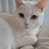 Lola participe au concours pour gagner de l'argent avec cette photo : cat, white_cat, heterochromia, blue_eye, green_eye, pet, animal, feline, bed, blanket, indoor, resting, cute, fur, ears, whiskers, closeup, portrait, relaxing, soft