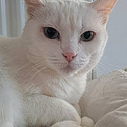 Lola a rejoint le concours — aidez-le/la à gagner de superbes lots ! cat, white_cat, pet, indoor, blanket, resting, feline, animal, close_up, face, ears, paw, fur, domestic_animal, bedroom, quiet, relaxed, portrait, whiskers, eyes