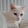 Lola participe au concours pour gagner de l'argent avec cette photo : animal, calm, cat, closeup, cozy, cushion, domestic, ears, feline, fur, house, indoor, paws, pet, quiet, radiator, relaxed, resting, whiskers, white_cat