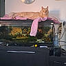 Ultron a rejoint le concours — aidez-le/la à gagner de superbes lots ! animal, aquarium, cabinet, cat, clock, curious, domestic_cat, fish_tank, furniture, home, household, indoor, living_room, orange_cat, orange_fur, pet, pink_towel, relaxed, resting, wall_art