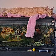 Ultron participe au concours pour gagner de l'argent avec cette photo : animal, aquarium, cat, cords, cozy, decor, fish_tank, furniture, home, indoor, living_room, orange_cat, pet, pink_towel, power_strip, relaxing, resting, sleeping, television, water_bottle