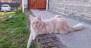 Ultron participe au concours pour gagner de l'argent avec cette photo : animal, calm, canine, car, cat, dog, door, feline, fur, grass, greenery, nature, outdoor, pet, relaxed, stone_ledge, stone_wall, sunlight, walking, yard