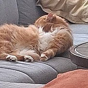 Mia participe au concours pour gagner de l'argent avec cette photo : cat, orange_cat, white_fur, sleeping, resting, couch, gray_couch, pillow, beige_pillow, blanket, folded_blanket, indoor, pet, feline, cozy, relaxation, fur, paw, home, living_room