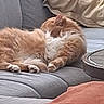 beige_pillow, blanket, cat, couch, cozy, feline, folded_blanket, fur, gray_couch, home, indoor, living_room, orange_cat, paw, pet, pillow, relaxation, resting, sleeping, white_fur