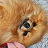 adorable, animal, blanket, closeup, cozy, cute, dog, eyes, face, fluffy, fur, indoors, lying_down, nose, pet, pomeranian, portrait, resting, small_dog, texture