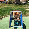 blue, daytime, dog, grass, green, happy, house, leash, nature, outdoor, pet, playground, pomeranian, shadow, small_dog, spring_rocker, sunny, tongue_out, toy, tree