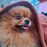 Harmonie a rejoint le concours — aidez-le/la à gagner de superbes lots ! dog, pomeranian, fluffy, brown_towel, tongue_out, happy, close_up, outdoor, mountains, background_blur, fur, pet, animal, snuggled, cute, small_dog, portrait, warm, furry, eye_reflection