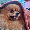 dog, pomeranian, fluffy, brown_towel, tongue_out, happy, close_up, outdoor, mountains, background_blur, fur, pet, animal, snuggled, cute, small_dog, portrait, warm, furry, eye_reflection