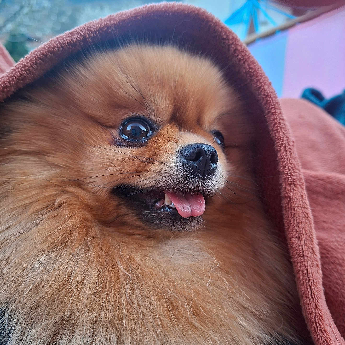 Harmonie a rejoint le concours — aidez-le/la à gagner de superbes lots ! dog, pomeranian, fluffy, brown_towel, tongue_out, happy, close_up, outdoor, mountains, background_blur, fur, pet, animal, snuggled, cute, small_dog, portrait, warm, furry, eye_reflection