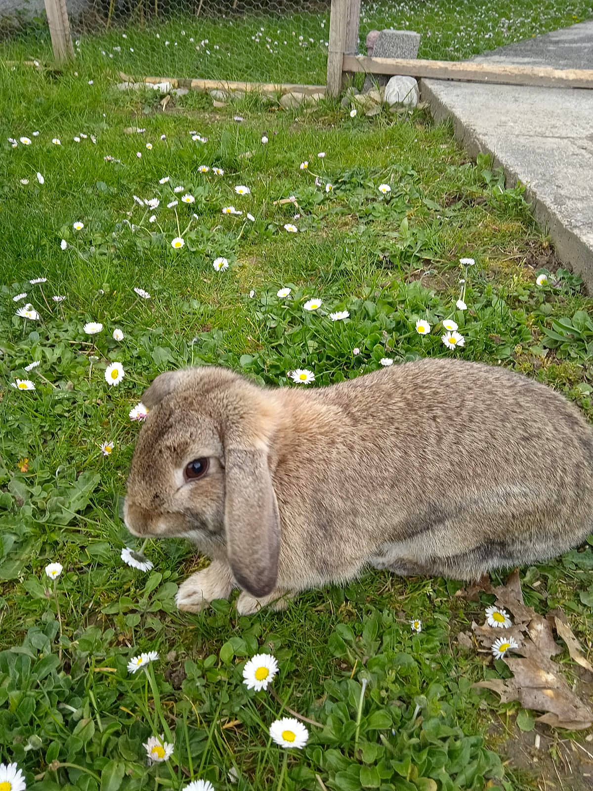 Chipie a rejoint le concours — aidez-le/la à gagner de superbes lots ! botany, capybara, domestic_rabbit, fawn, flower, garden, grass, groundcover, groundhog, hare, lawn, pasture, plant, rabbit, rabbits_and_hares, rock, rodent, snout, terrestrial_animal, wildlife
