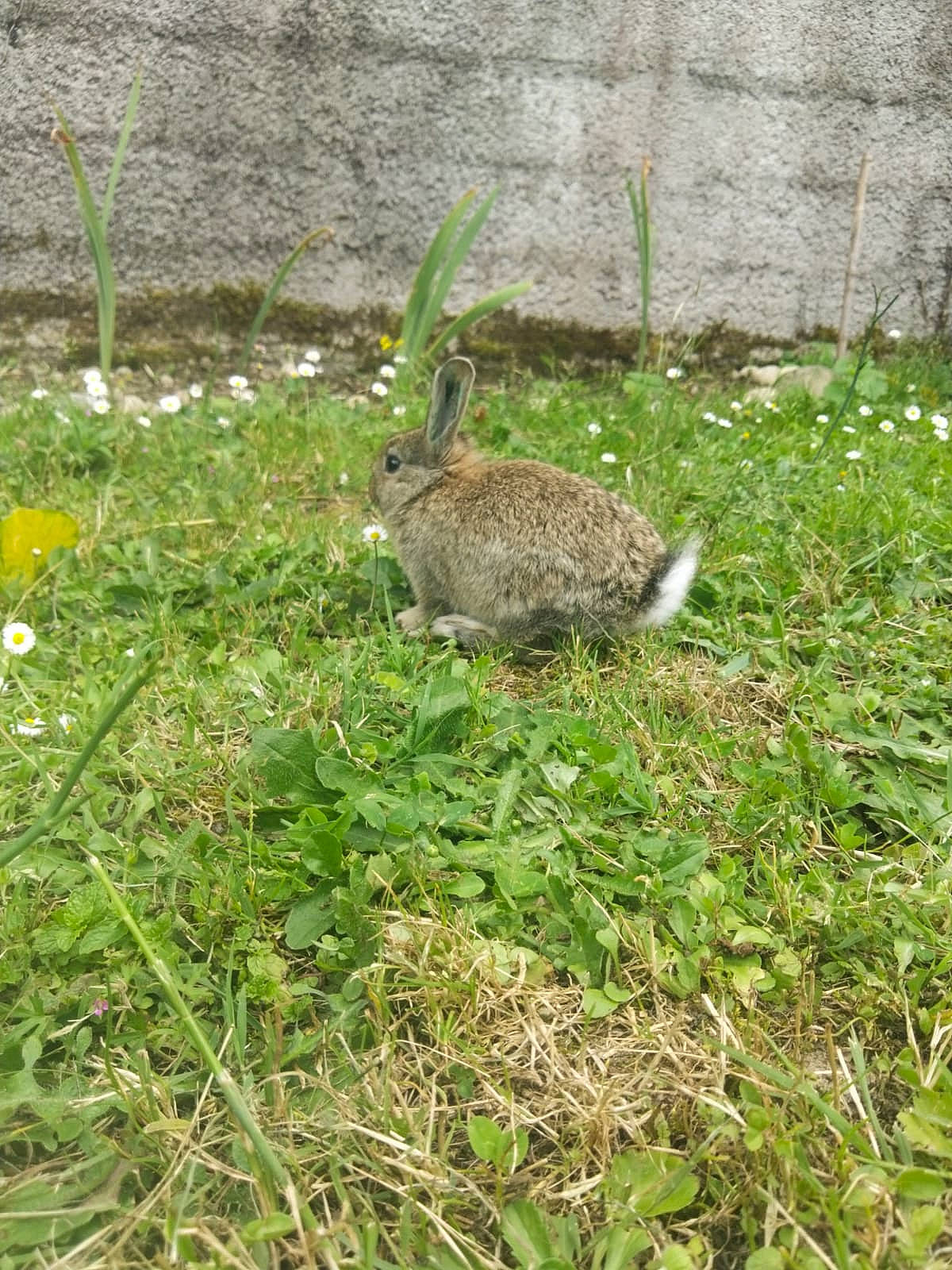 Chipie participe au concours pour gagner de l'argent avec cette photo : audubons_cottontail, domestic_rabbit, eastern_cottontail, fawn, grass, grass_family, groundcover, hare, lawn, lower_keys_marsh_rabbit, mountain_cottontail, plant, rabbit, rabbits_and_hares, snout, soil, tail, terrestrial_animal, whiskers, wood_rabbit