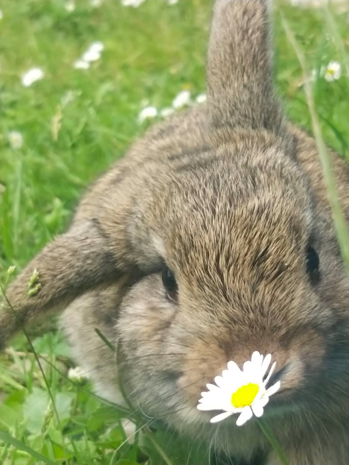 Chipie a rejoint le concours — aidez-le/la à gagner de superbes lots ! annual_plant, beak, bird_of_prey, botany, eye, flower, flowering_plant, fur, grass, grass_family, grassland, green, groundcover, petal, plant, snout, spring, terrestrial_animal, whiskers, wildlife