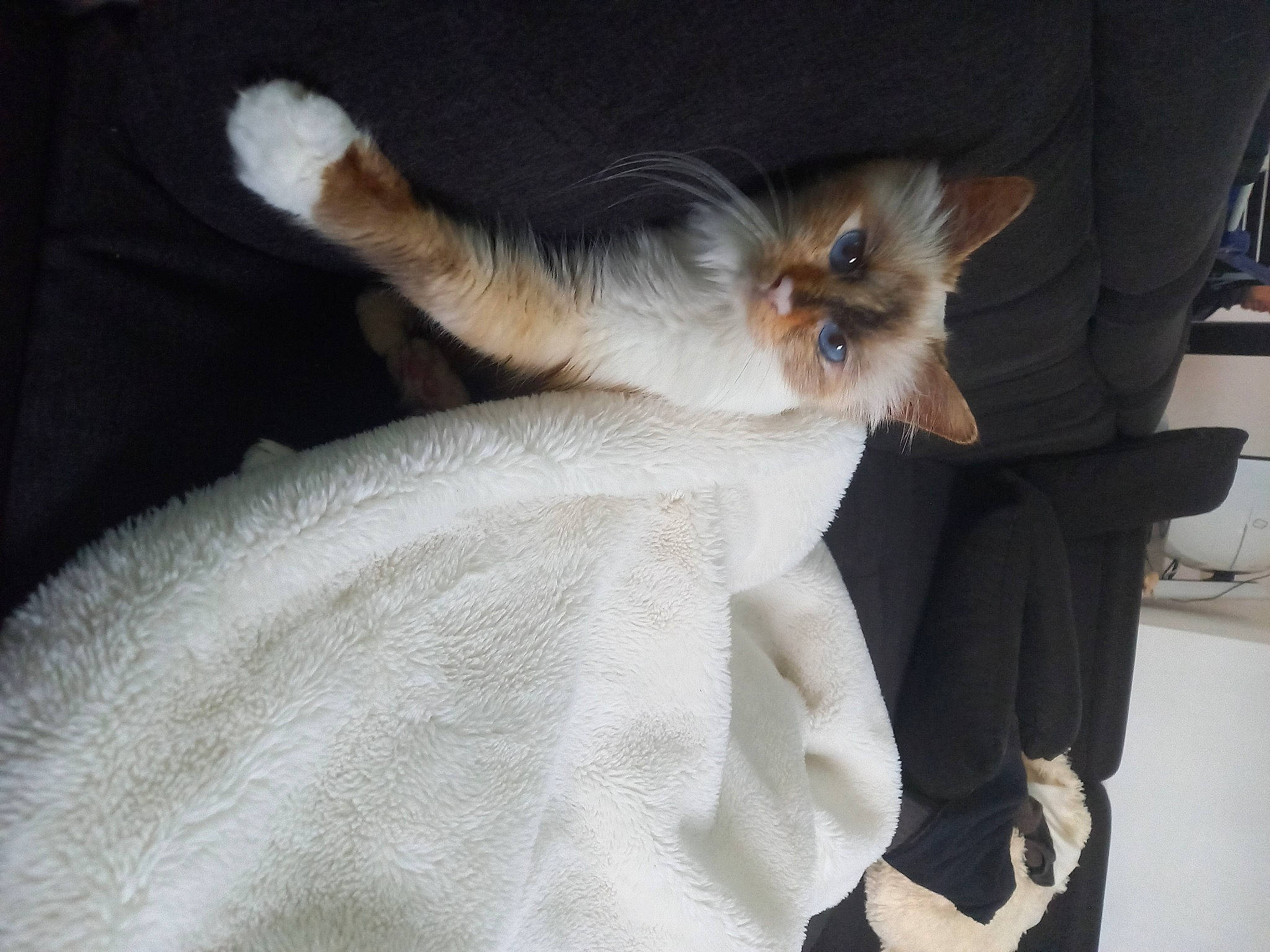 Rhea a rejoint le concours — aidez-le/la à gagner de superbes lots ! balinese, canidae, carnivore, cat, claw, comfort, companion_dog, dog_breed, fawn, felidae, fur, gesture, paw, siamese, small_to_medium_sized_cats, snout, sporting_group, tail, toy_dog, whiskers