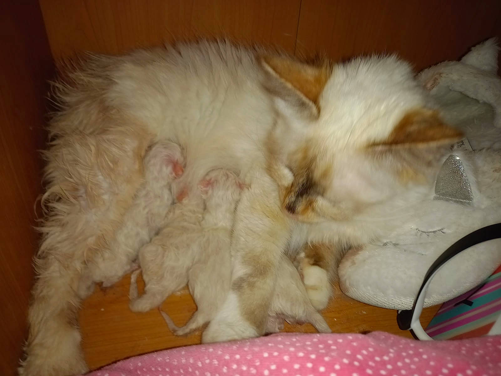 Rhea a rejoint le concours — aidez-le/la à gagner de superbes lots ! carnivore, cat, cat_bed, claw, comfort, companion_dog, fawn, felidae, fur, nap, paw, sleep, small_to_medium_sized_cats, snout, tail, whiskers