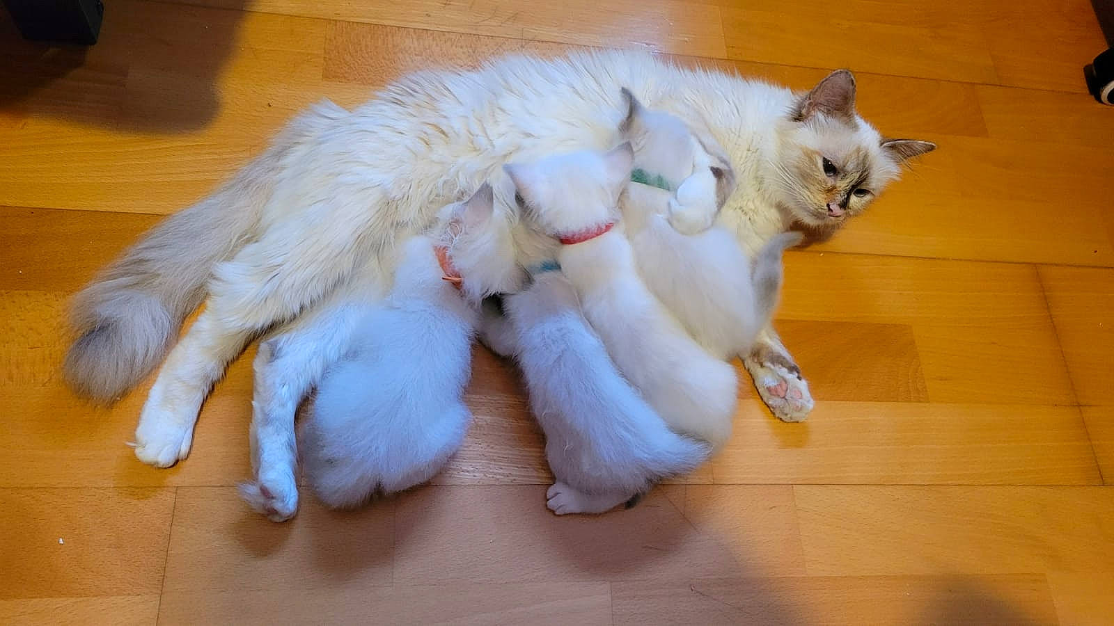 Rhea participe au concours pour gagner de l'argent avec cette photo : canidae, carnivore, cat, claw, companion_dog, dog_breed, fawn, feather, felidae, flooring, fur, hardwood, paw, small_to_medium_sized_cats, snout, sporting_group, stuffed_toy, tail, whiskers, wood