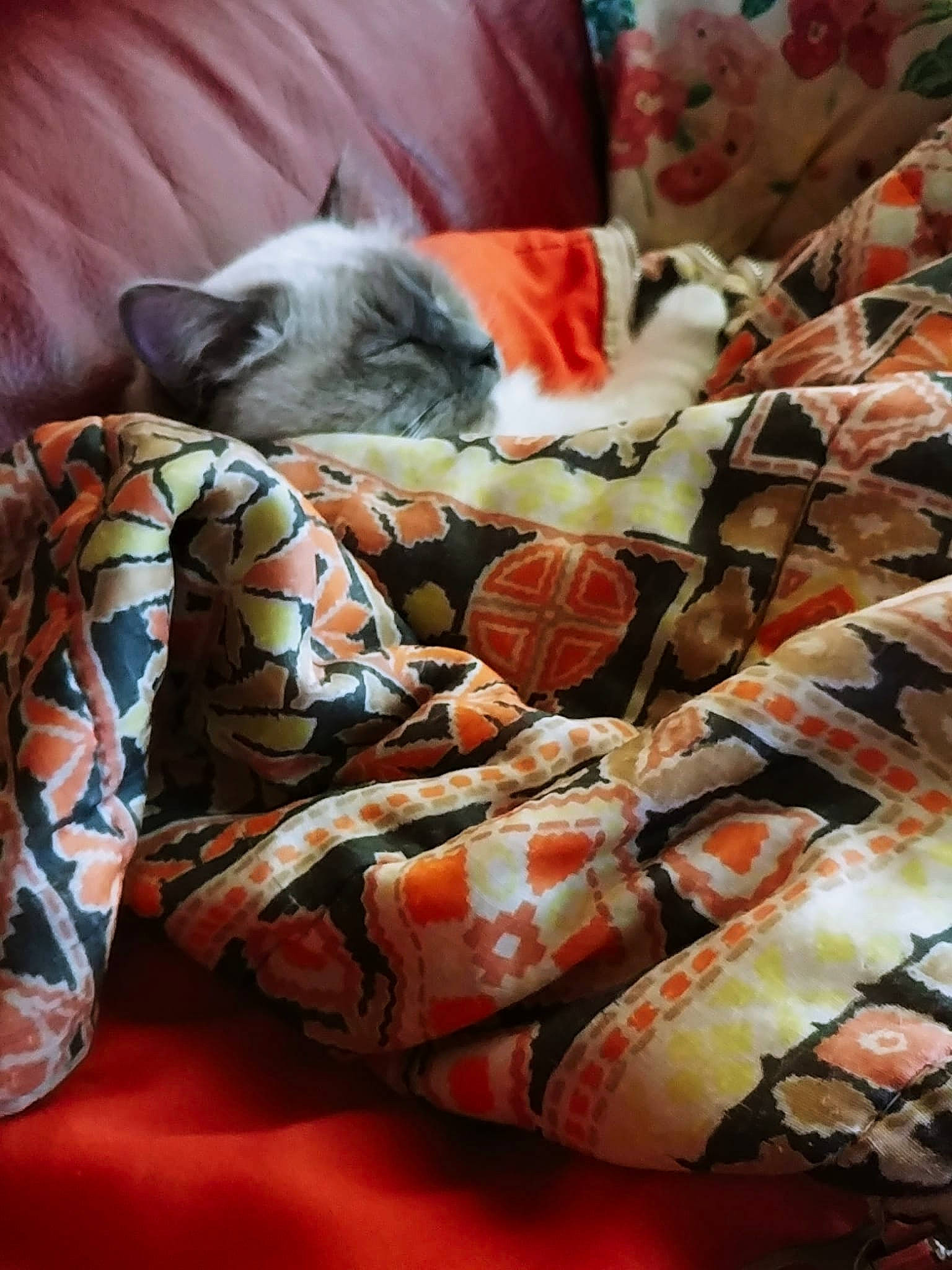 Siegfried participe au concours pour gagner de l'argent avec cette photo : bed_sheet, bedding, blanket, cat, comfort, companion_dog, delicacy, felidae, flesh, fur, linens, nap, orange, pattern, room, small_to_medium_sized_cats, whiskers