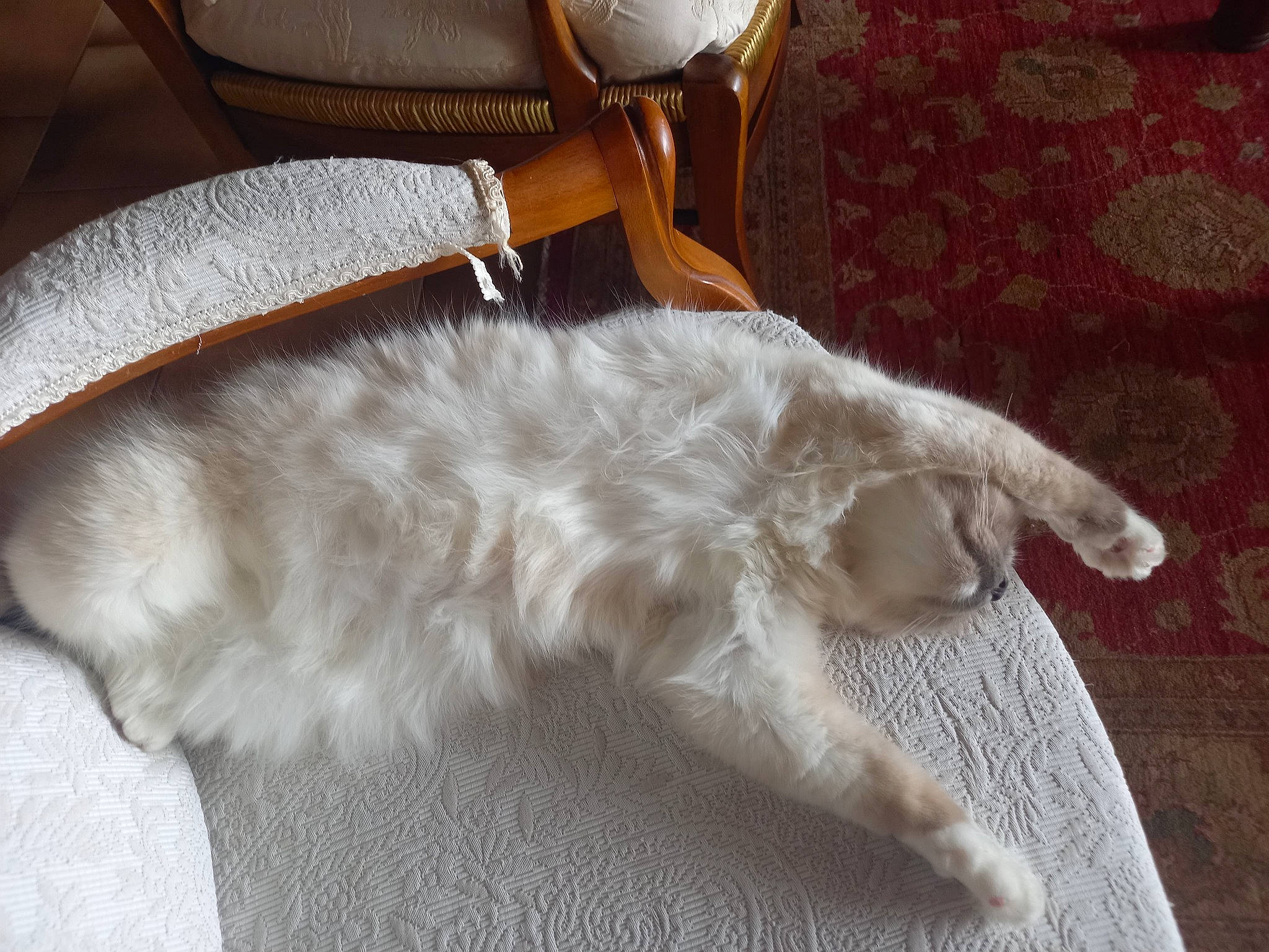 Siegfried a rejoint le concours — aidez-le/la à gagner de superbes lots ! canidae, carnivore, cat, claw, comfort, companion_dog, dog_breed, fawn, felidae, flooring, foot, fur, hardwood, paw, small_to_medium_sized_cats, sporting_group, tail, whiskers, wood